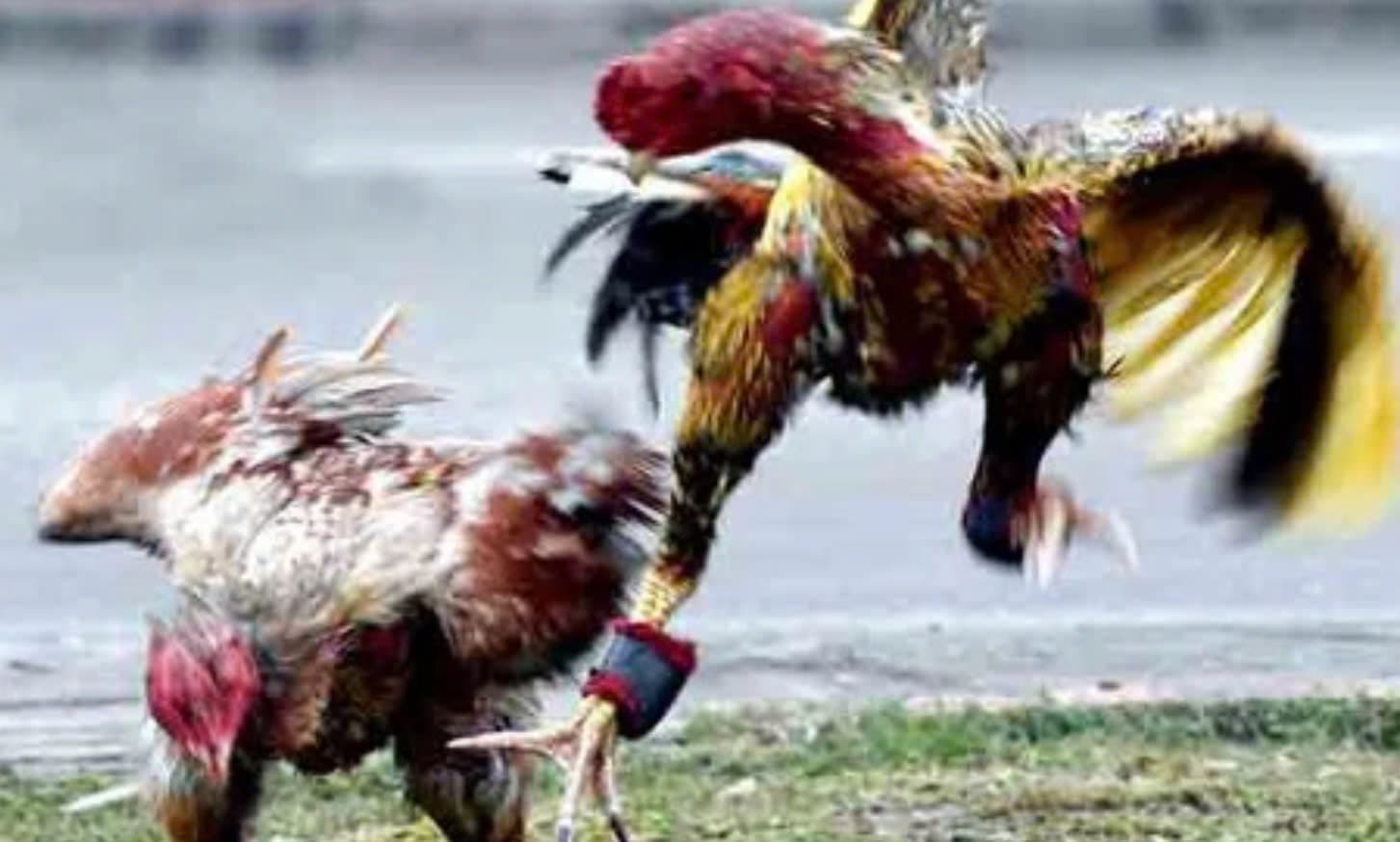 Mẹo đặt cược thắng lớn khi xem Đá Gà Asil 12bet