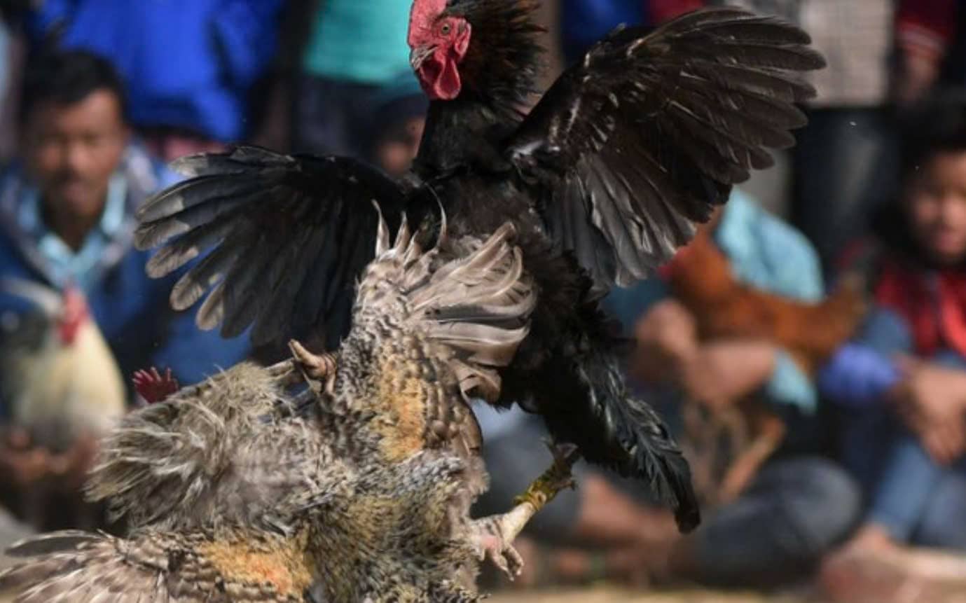 Trải nghiệm Đá Gà Asil 12bet