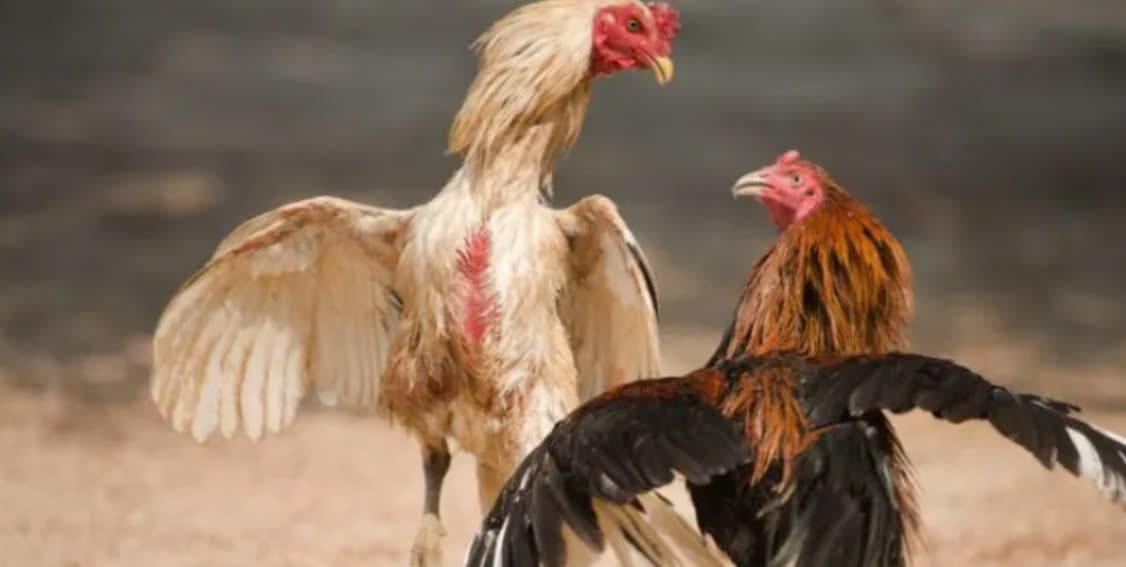 Kinh Nghiệm Chơi Đá Gà Casino 12bet Online Hiệu Quả