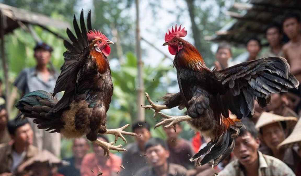 Những điều cần biết về Đá Gà Shamo 12bet là gì?