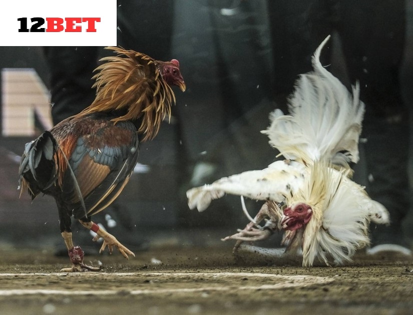 Ưu điểm chỉ có ở Đá Gà Philippines 12bet